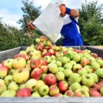 El gobierno australiano dará una ayuda a los trabajadores WHV del sector agrícola