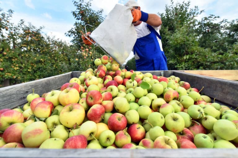 El gobierno australiano dará una ayuda a los trabajadores WHV del sector agrícola