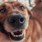 Voluntariado con animales en Tailandia