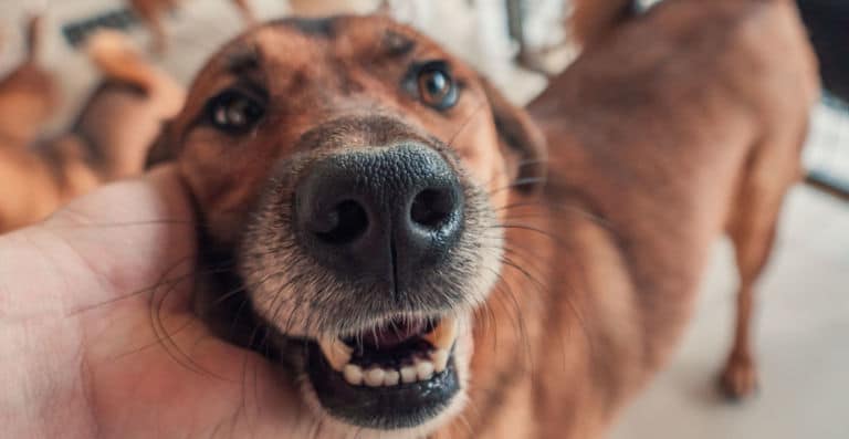Voluntariado con animales en Tailandia