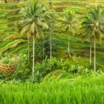 15 días por Indonesia: el viaje de “Muero por Viajar”