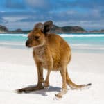 Chapka colabora con WIRES para proteger la fauna silvestre australiana