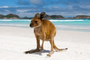 Chapka colabora con WIRES para proteger la fauna silvestre australiana