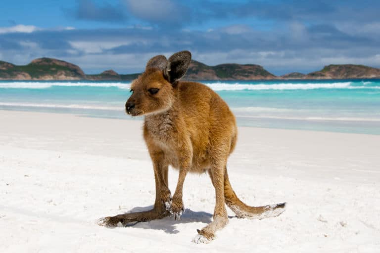 Chapka colabora con WIRES para proteger la fauna silvestre australiana
