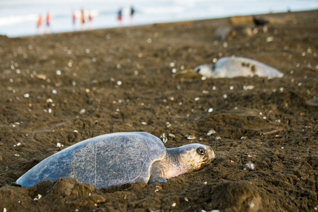 desove de tortugas en Tortuguero