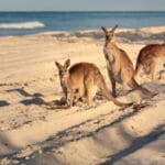 Australia abre fronteras para WHV y estudiantes