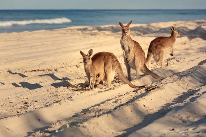 Australia abre fronteras para WHV y estudiantes