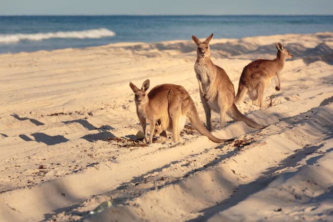 Australia abre fronteras para WHV y estudiantes