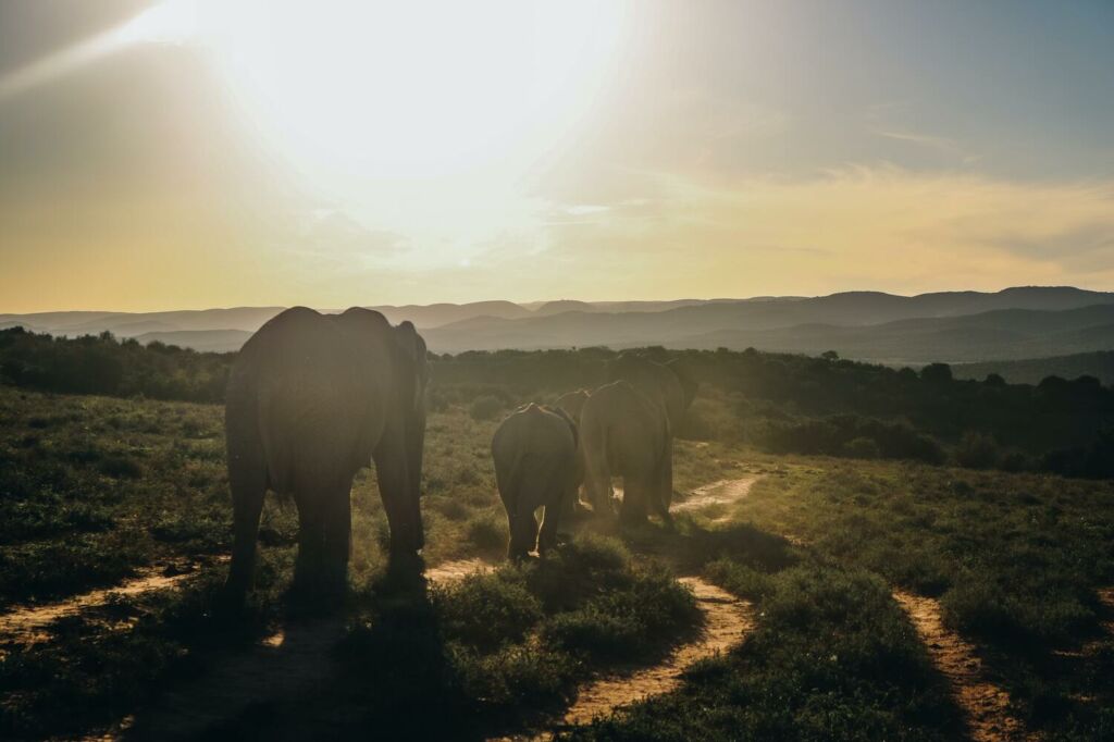 Parque Addo Elphant en Sudáfrica