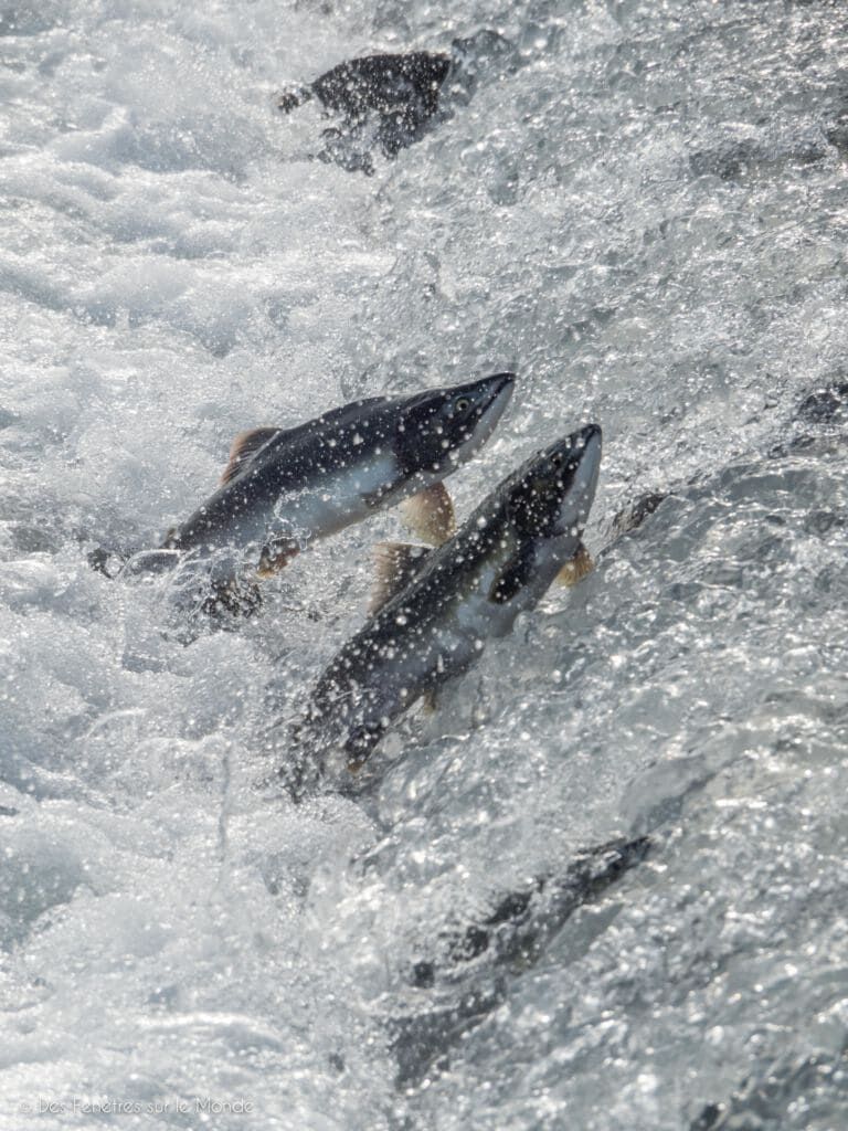 la pesca del salmón en Alaska