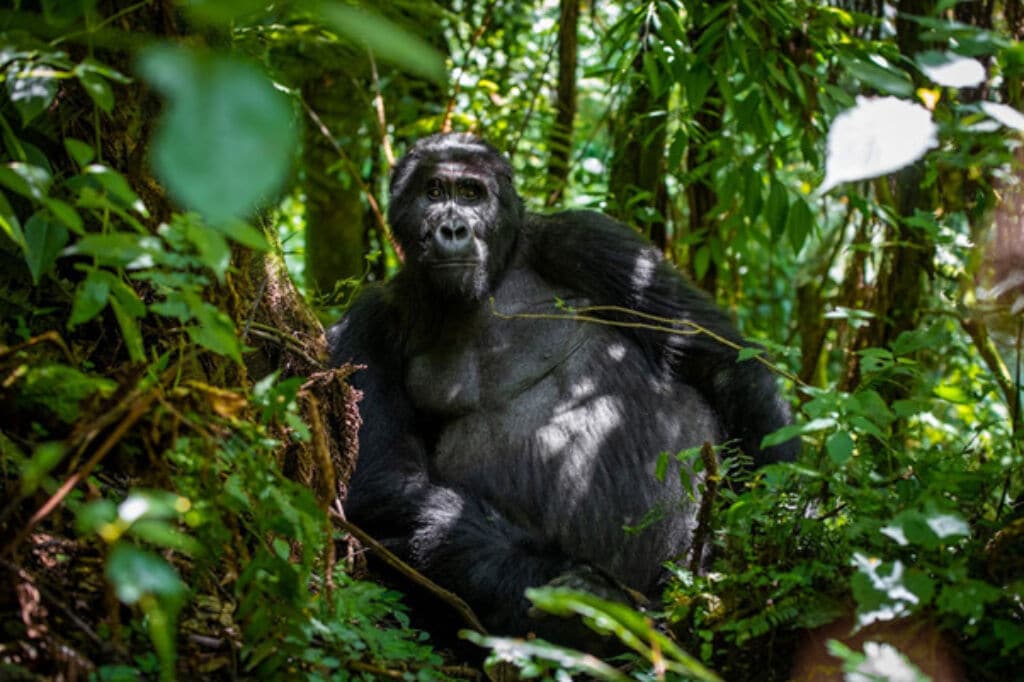 Ver gorilas en Uganda