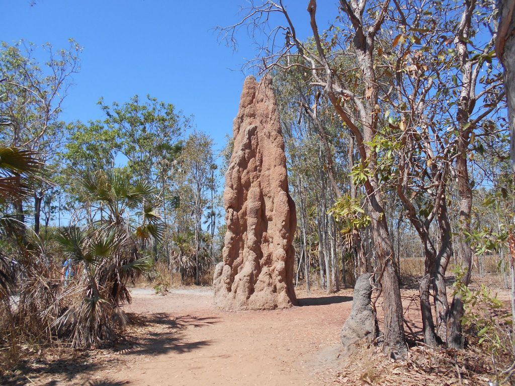 Magnetic Termite Mounds en el parque Litchfield