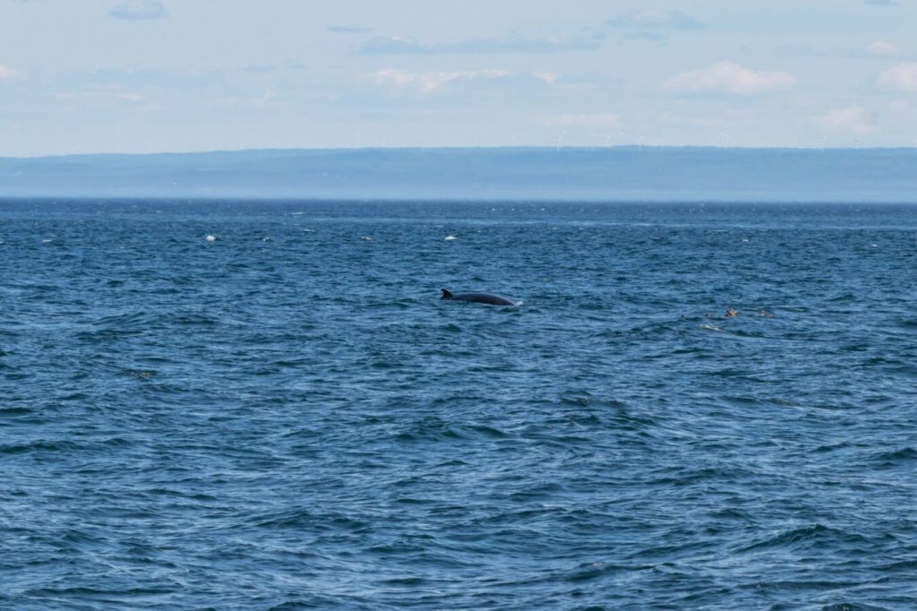 ver ballenas en Quebec