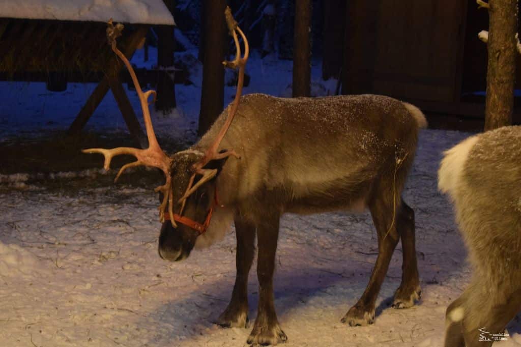 viaje a Laponia para ver a Papá Noel por libre