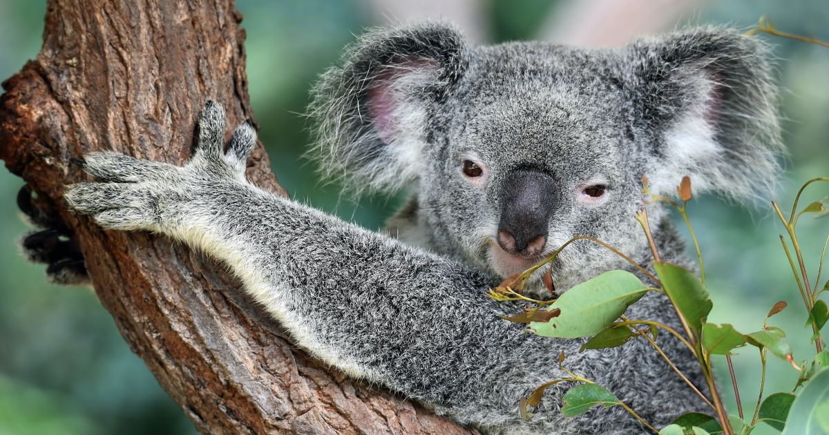 ¿Qué necesito para vivir en Australia?