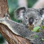 Requisitos y documentos para vivir en Australia