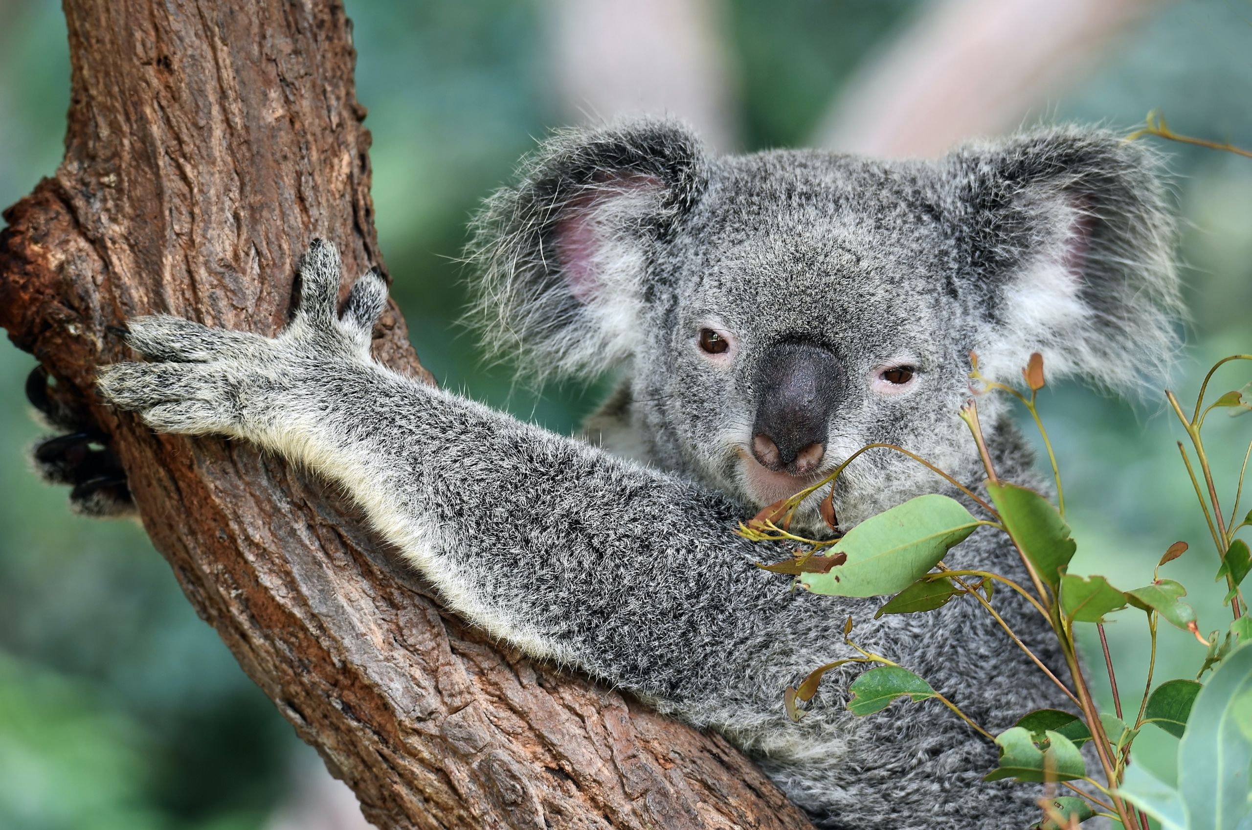 Requisitos y documentos para vivir en Australia