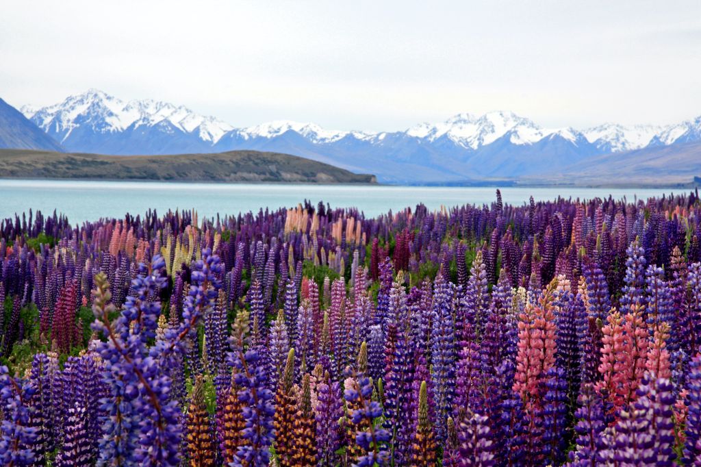 ¿Cuáles son los requisitos y documentos para viajar a Nueva Zelanda?