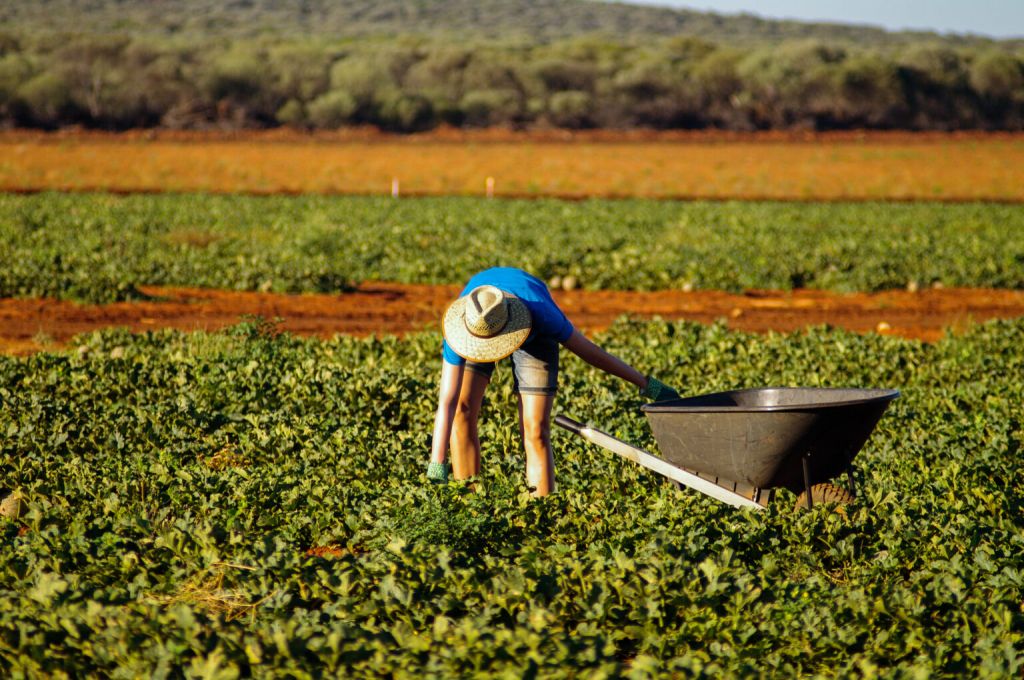 Trabajar en granjas en Australia