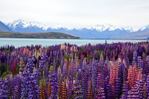 Requisitos y visados para vivir en Nueva Zelanda