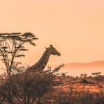 Los 6 mejores safaris en África