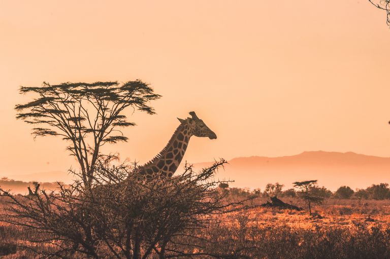 Los 6 mejores safaris en África