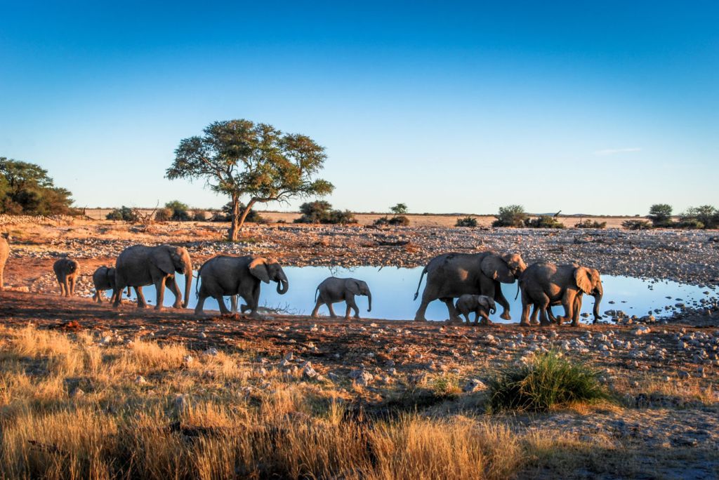 Dónde hacer un safari en África