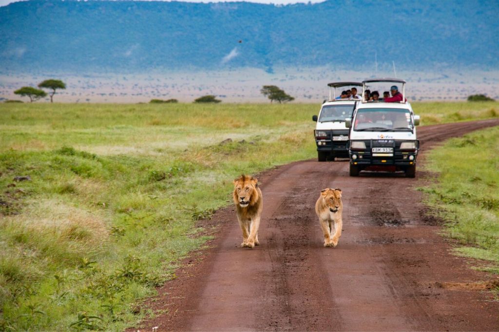 Los mejores safaris en África