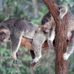 Australia o Nueva Zelanda para Work and Holiday Visa: ¿qué destino elegir?