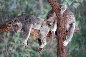Australia o Nueva Zelanda para Work and Holiday Visa: ¿qué destino elegir?