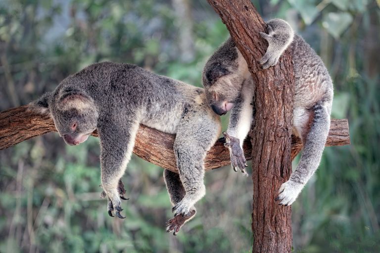 Australia o Nueva Zelanda para Work and Holiday Visa: ¿qué destino elegir?