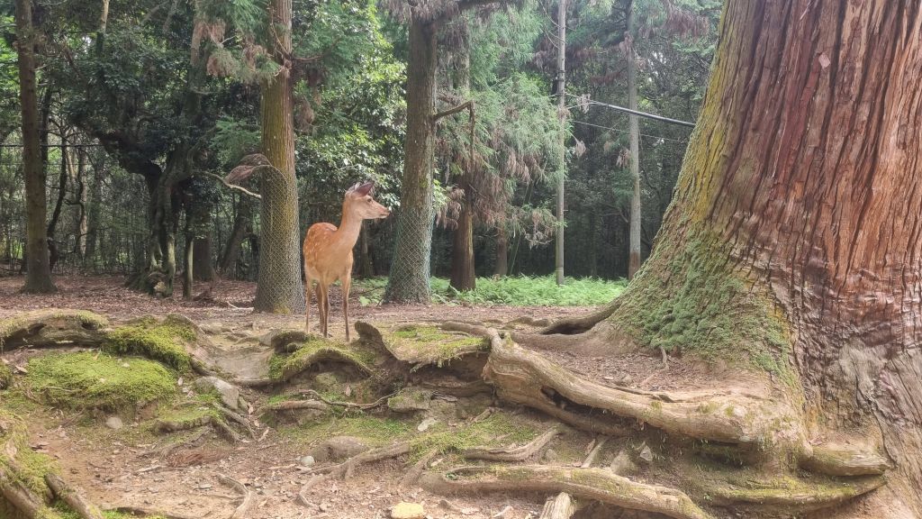 La ruta por Japón perfecta para los amantes del país nipón Chapka Seguros