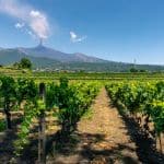 Rutas del vino inusuales: descubriendo viñedos en lugares insospechados