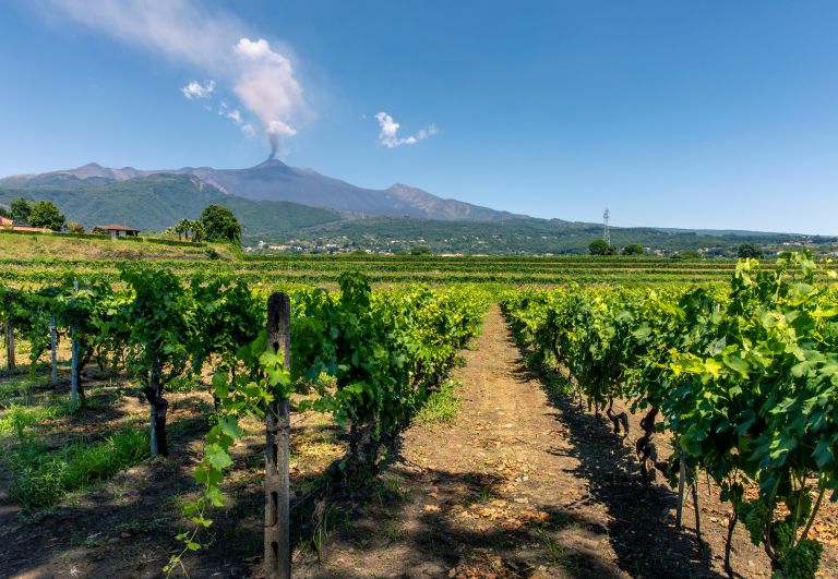 Rutas del vino inusuales: descubriendo viñedos en lugares insospechados