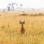 Descubre los encantos de Uganda: el tesoro escondido de África