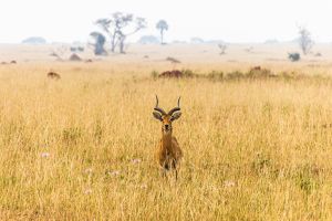 Descubre los encantos de Uganda: el tesoro escondido de África
