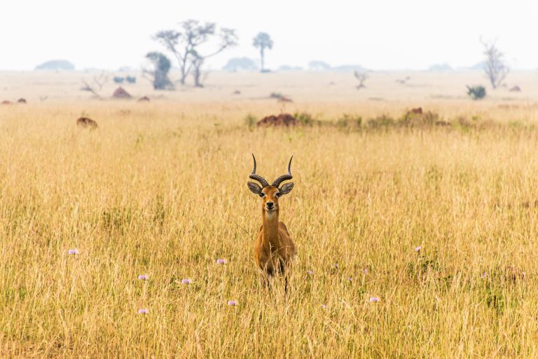 Descubre los encantos de Uganda: el tesoro escondido de África