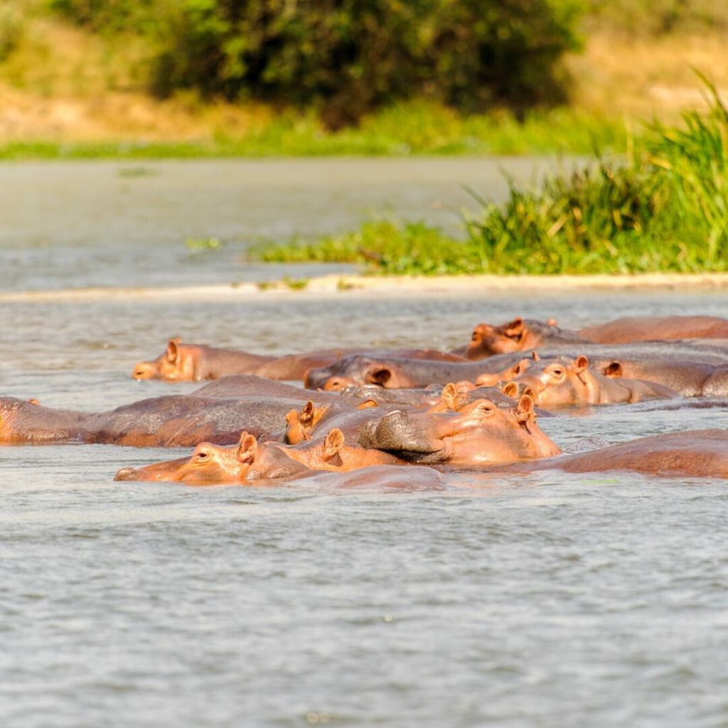 ¿Qué hacer en un viaje a Uganda? ¡Te contamos tres actividades!