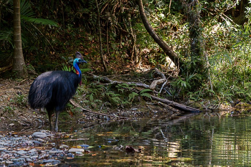 Daintree Forest, un imprescindible en Australia para 20 días