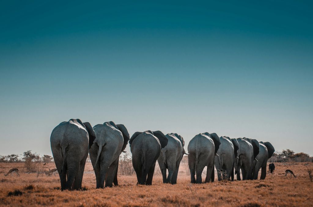 ¿Qué ver en Namibia y Botswana en 15 días?