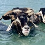 Los corredores de cabras de Bucco: una pasión única en la isla de Tobago