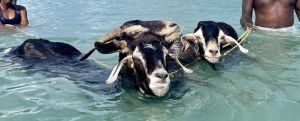 Los corredores de cabras de Bucco: una pasión única en la isla de Tobago
