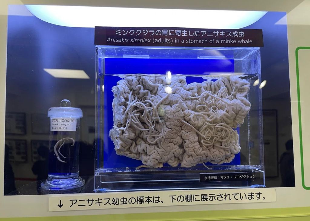 Museo parasitologico de meguro en Tokio