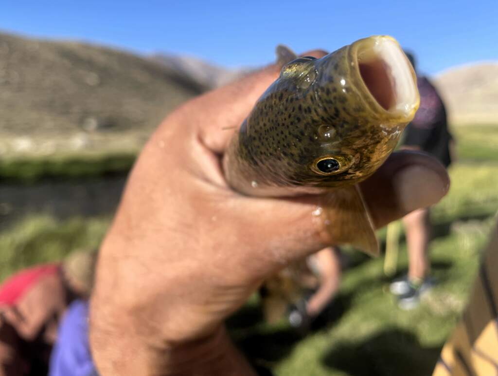 pesca Tayikistán