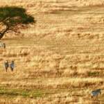 Requisitos para viajar a Tanzania desde España en 2025