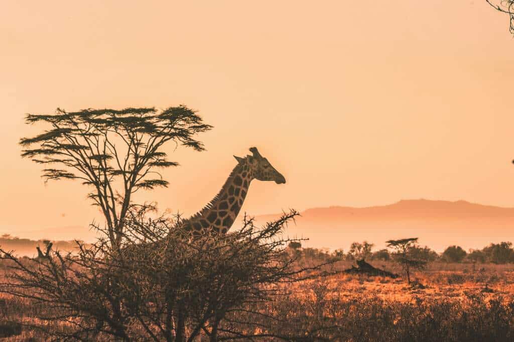 Que necesito para viajar a Kenia
