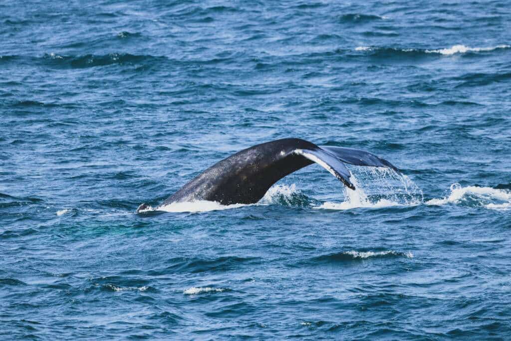 El mejor itinerario por Islandia