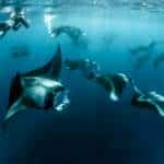 Bucear en Maldivas: mejores atolones, precios y consejos para tu inmersión