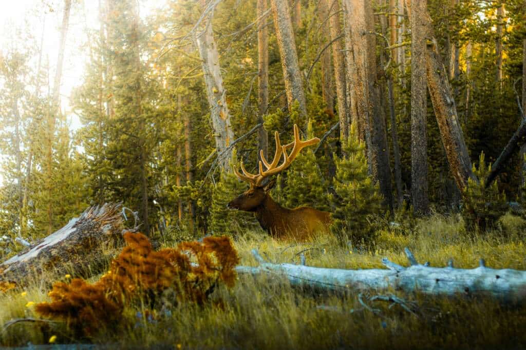 Rutas por Yellowstone