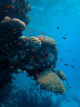 Bucear en el Mar Rojo: guía completa para descubrir uno de los mejores fondos marinos del mundo
